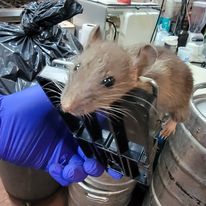 Licensed mouse Exterminator
