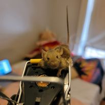Mouse exterminator
