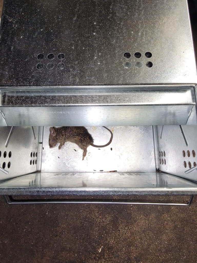 Mouse